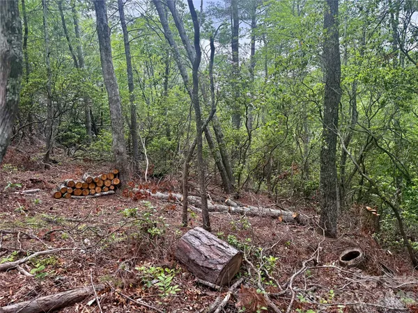 a view of a forest with trees