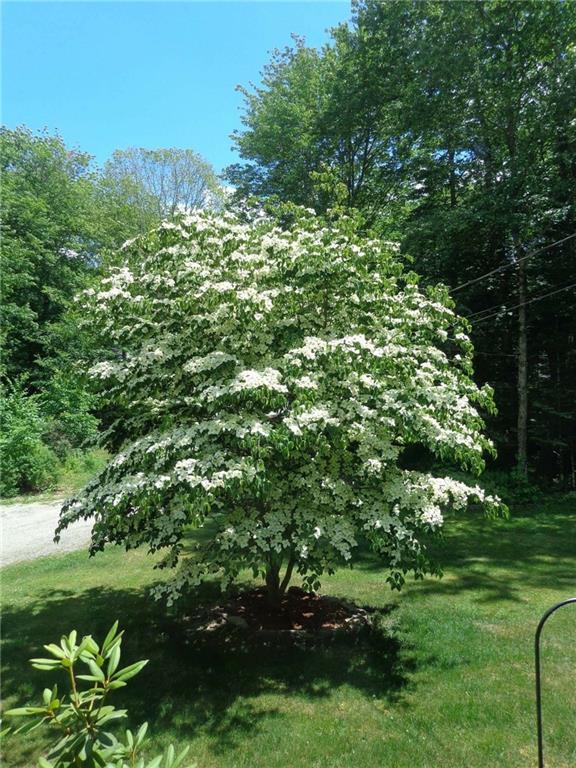 11 Blue Heron Road Brunswick, ME 04011 - Photo 30 of 33 Beautiful flowering tree, front lawn.