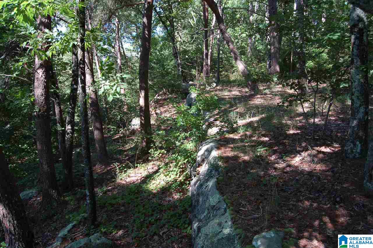 49-acres Chandler Mountain Road, Unit 1 Steele, AL 35987 - Photo 3 of 23