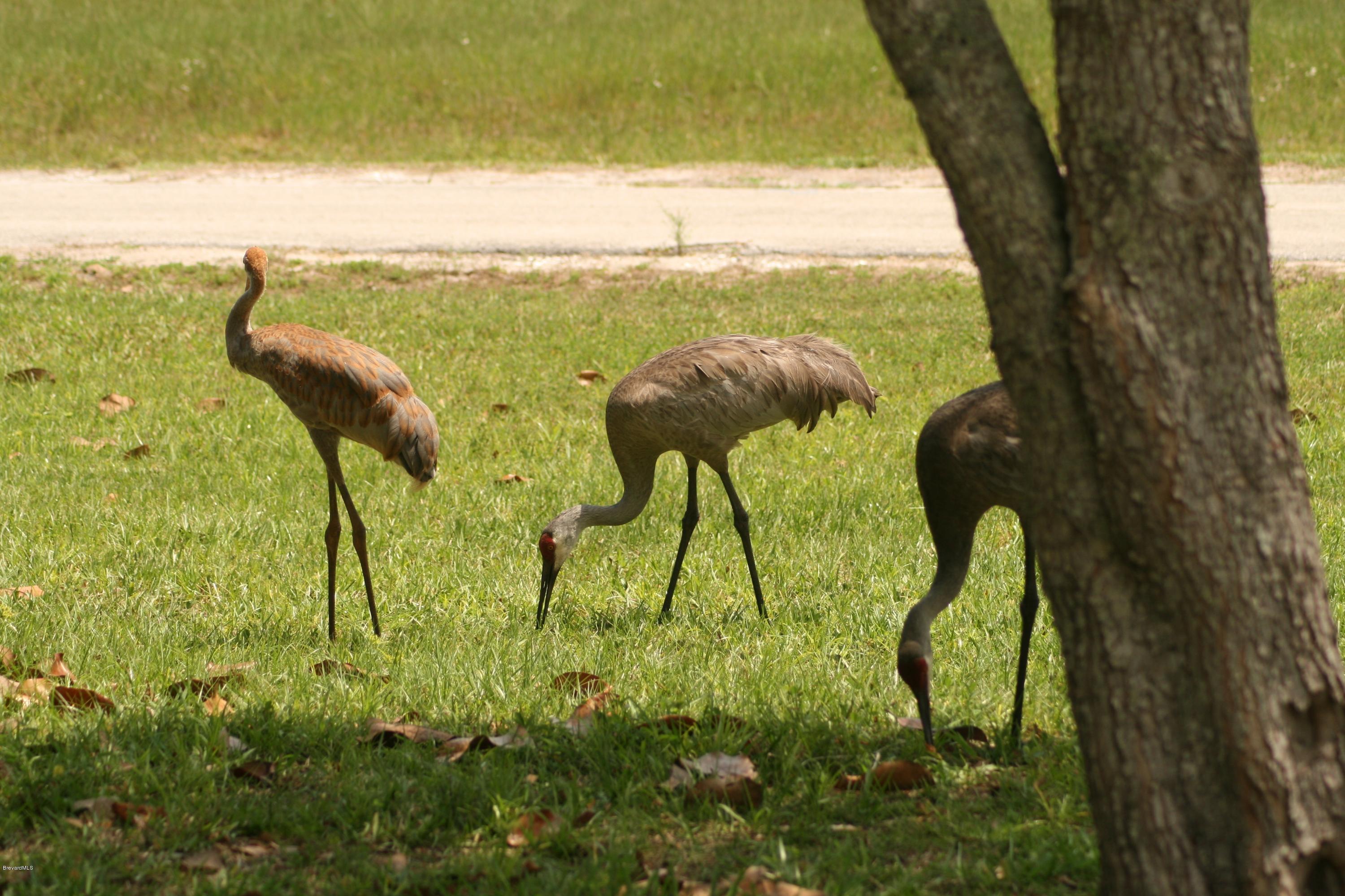 4303 Rayburn Road Cocoa, FL 32926 - Photo 13 of 26 Sandhill cranes 1