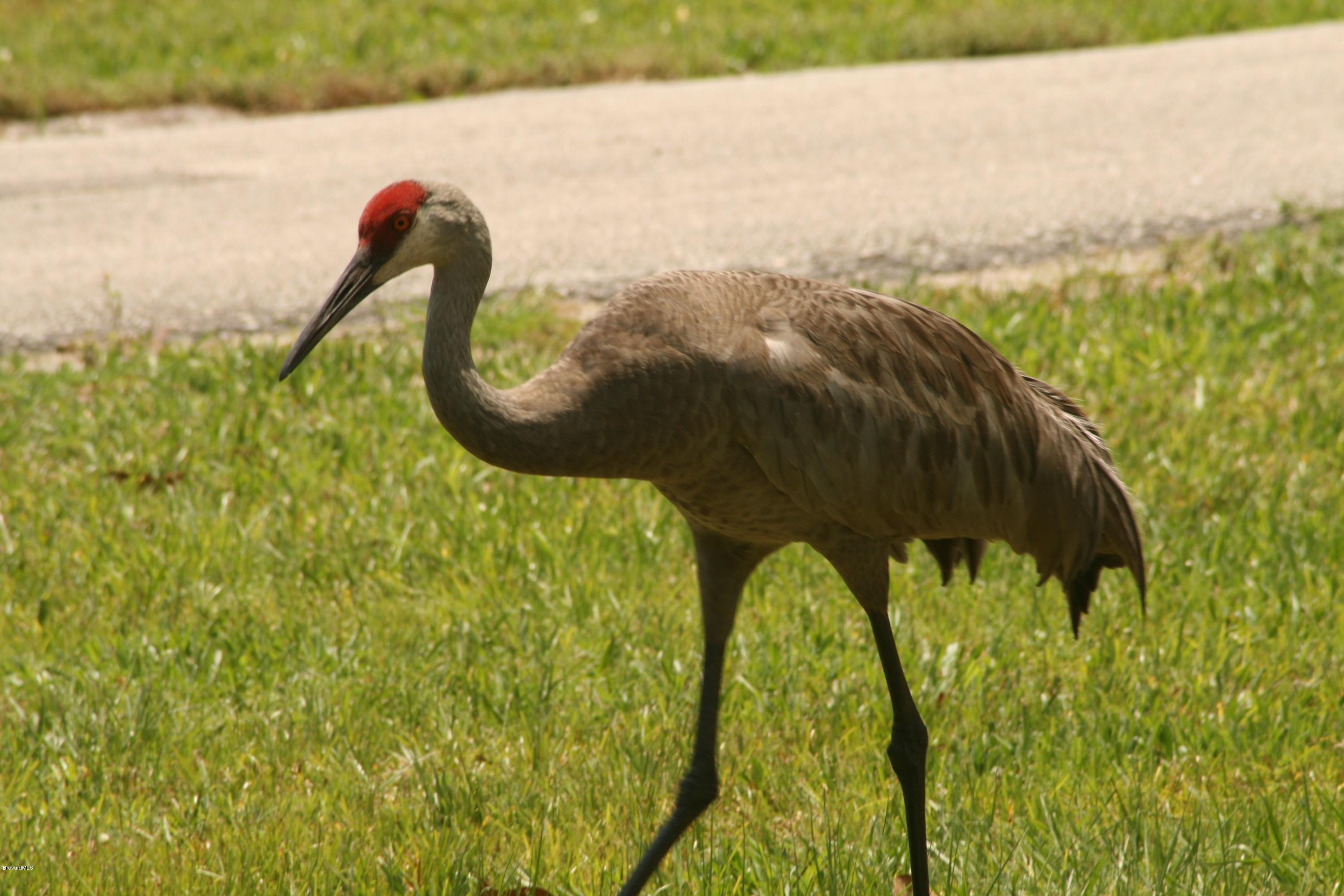 4303 Rayburn Road Cocoa, FL 32926 - Photo 15 of 26 Sandhill Crane #2