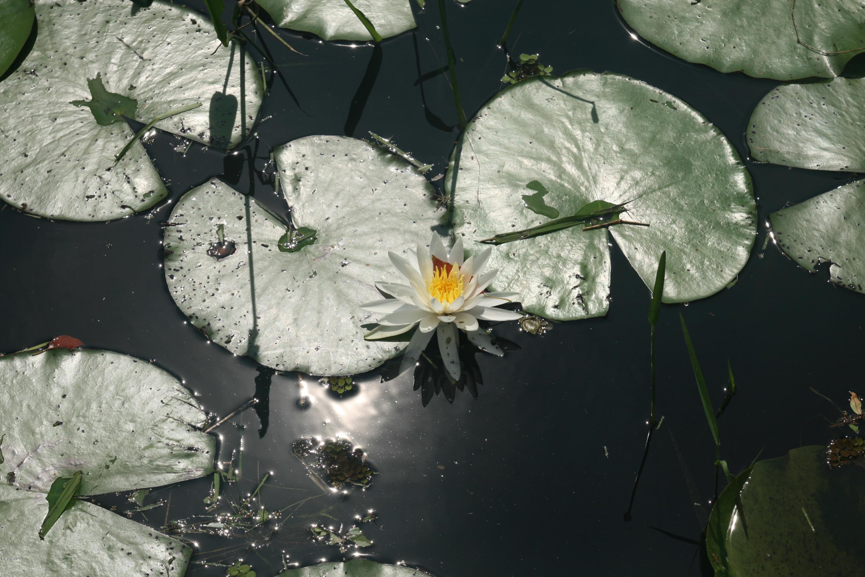 4303 Rayburn Road Cocoa, FL 32926 - Photo 18 of 26 lily pads