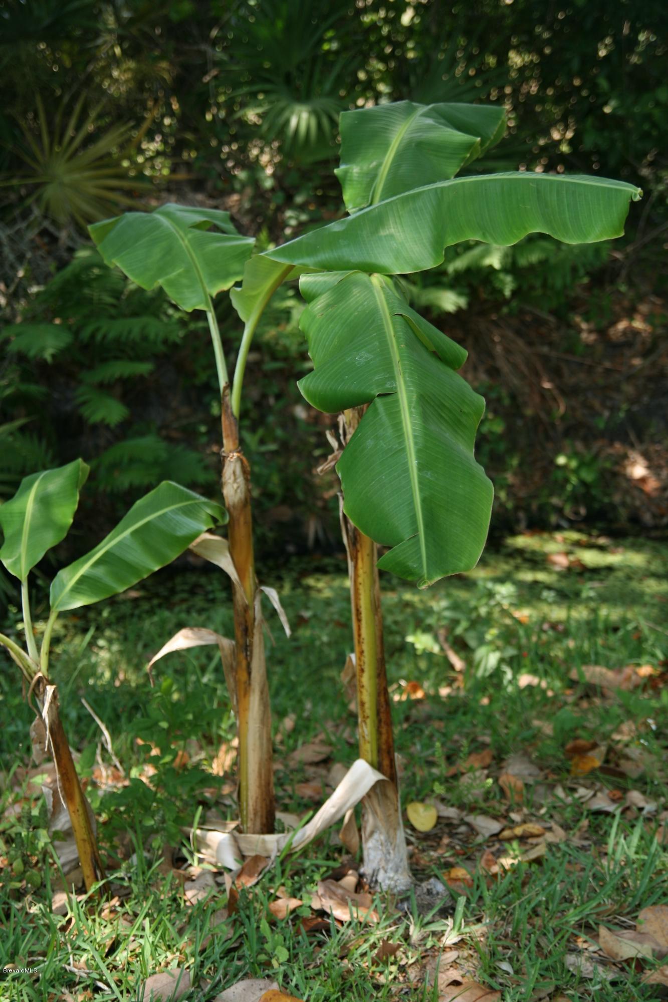 4303 Rayburn Road Cocoa, FL 32926 - Photo 22 of 26 bananas
