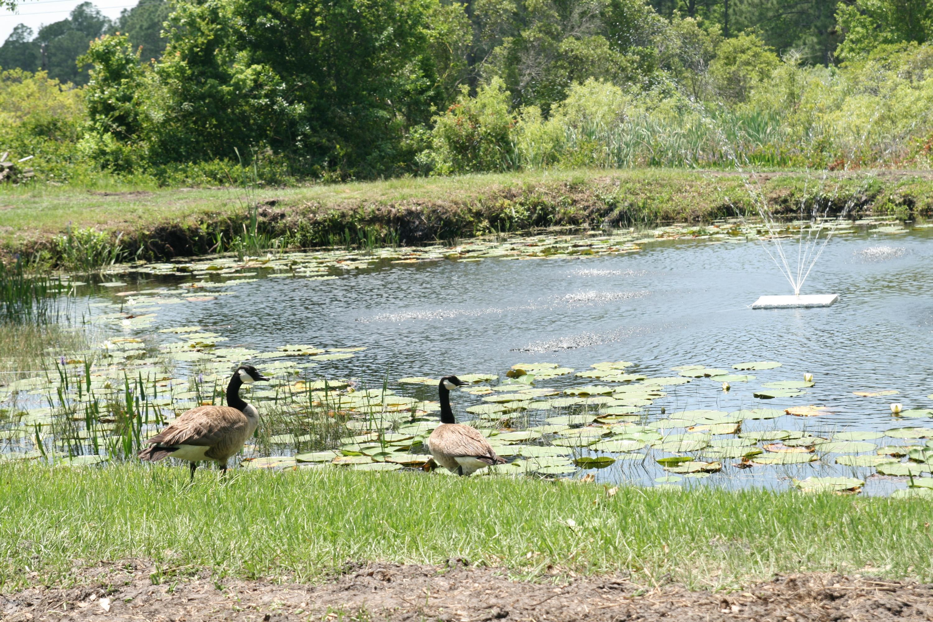 4303 Rayburn Road Cocoa, FL 32926 - Photo 24 of 26 Geese & pond