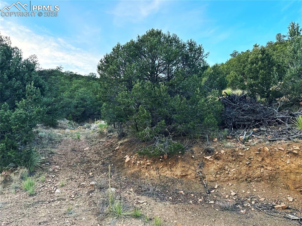 2973 Driftwood Road Westcliffe, CO 81252 - Photo 2 of 16 View of driveway