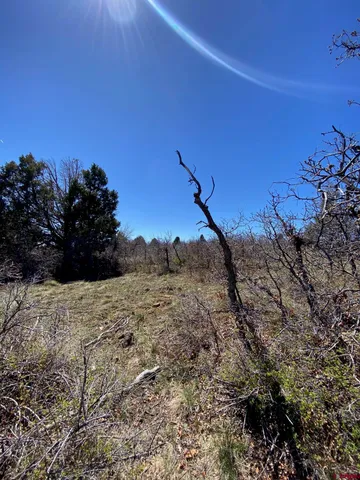 a view of a dry yard with trees