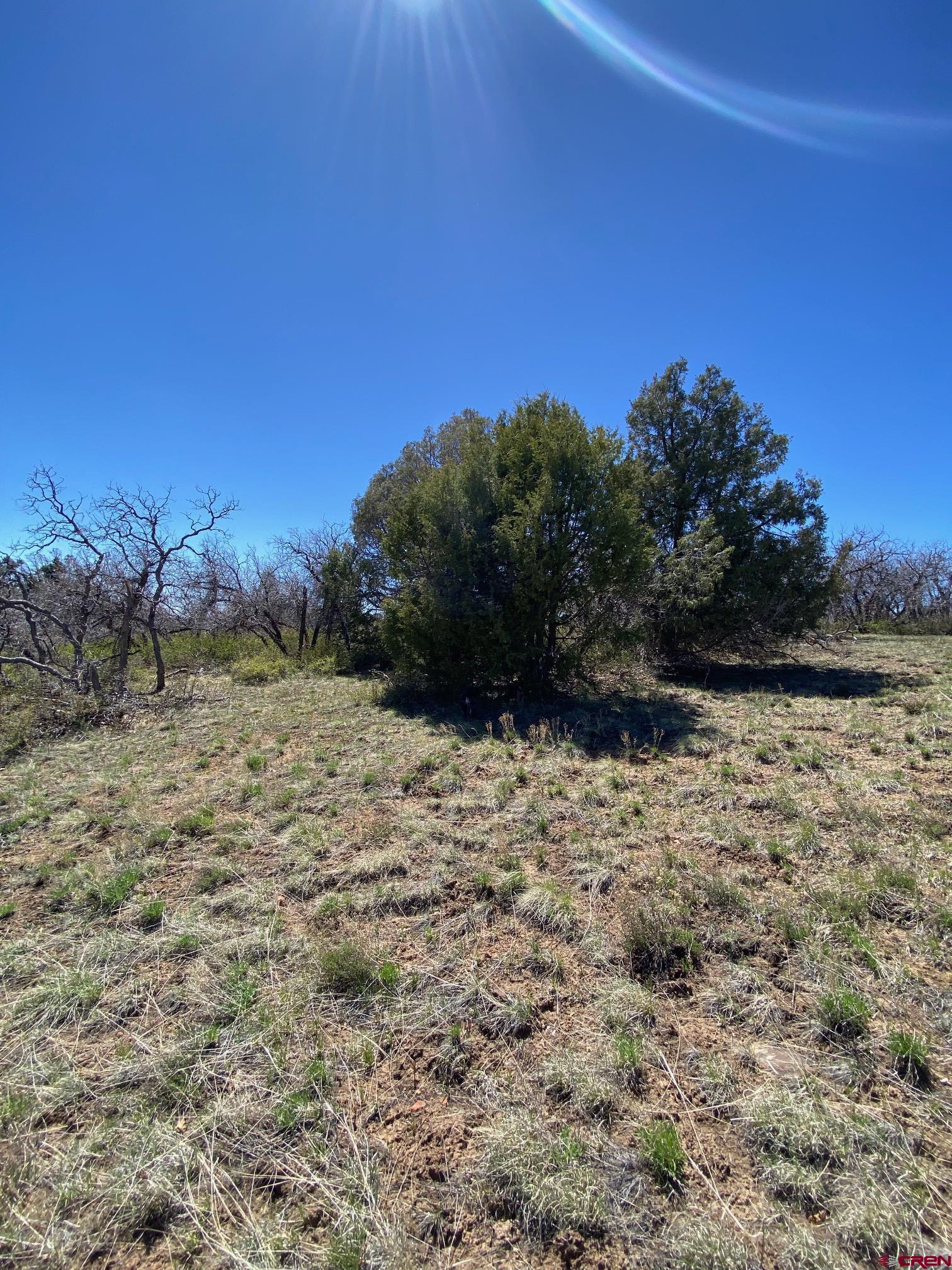902 Roberts Ridge Drive Hesperus, CO 81326 - Photo 9 of 9 a view of a yard