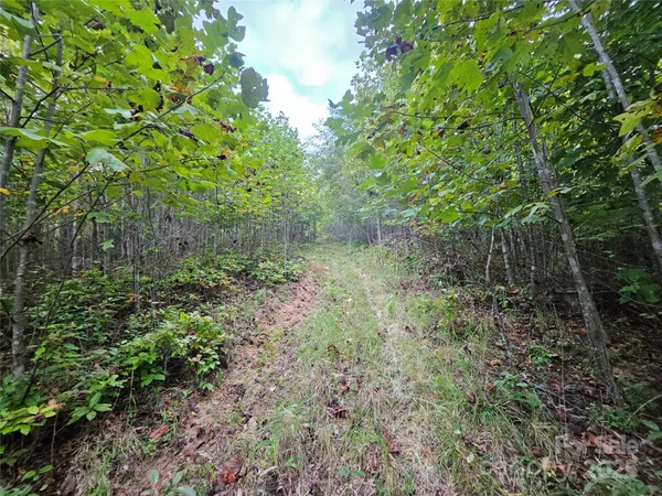 a view of a garden with plants and large trees