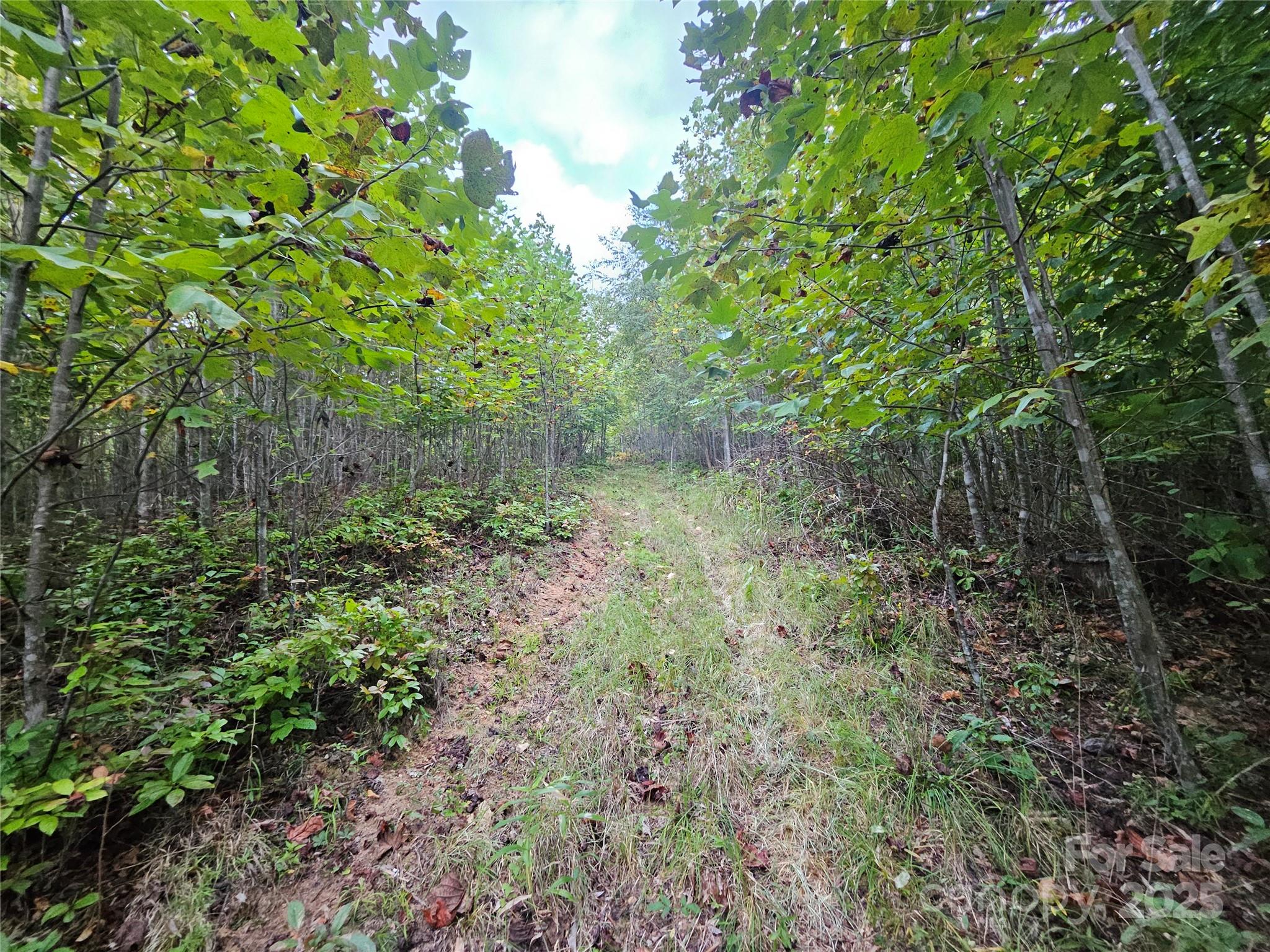 0 Double Island Road Burnsville, NC 28714 - Photo 11 of 29 a view of a garden with plants and large trees