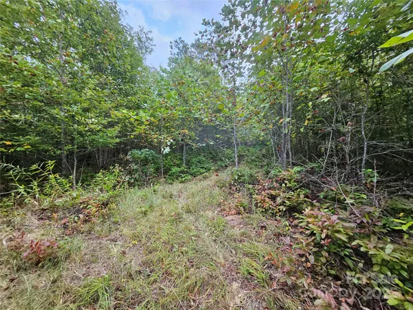 a view of a forest with trees in the background