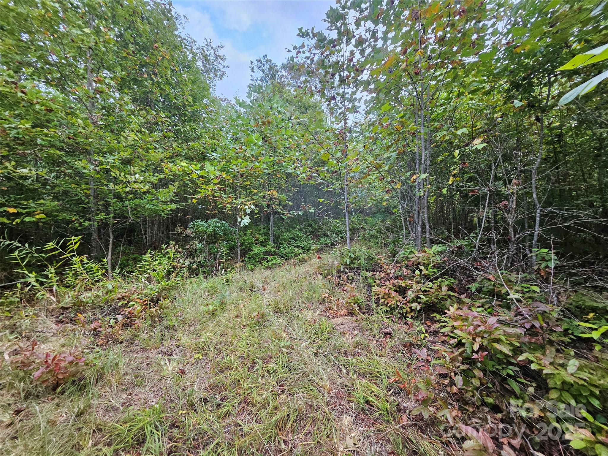 0 Double Island Road Burnsville, NC 28714 - Photo 12 of 29 a view of a forest with trees in the background