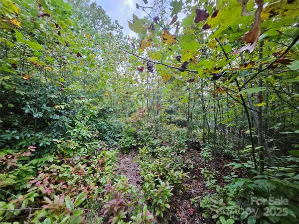 a view of a lush green field