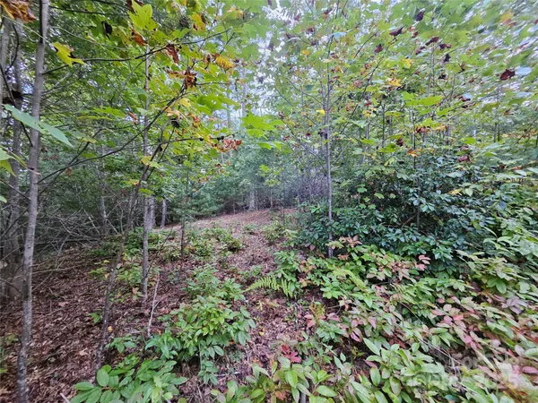 a view of a garden with plants
