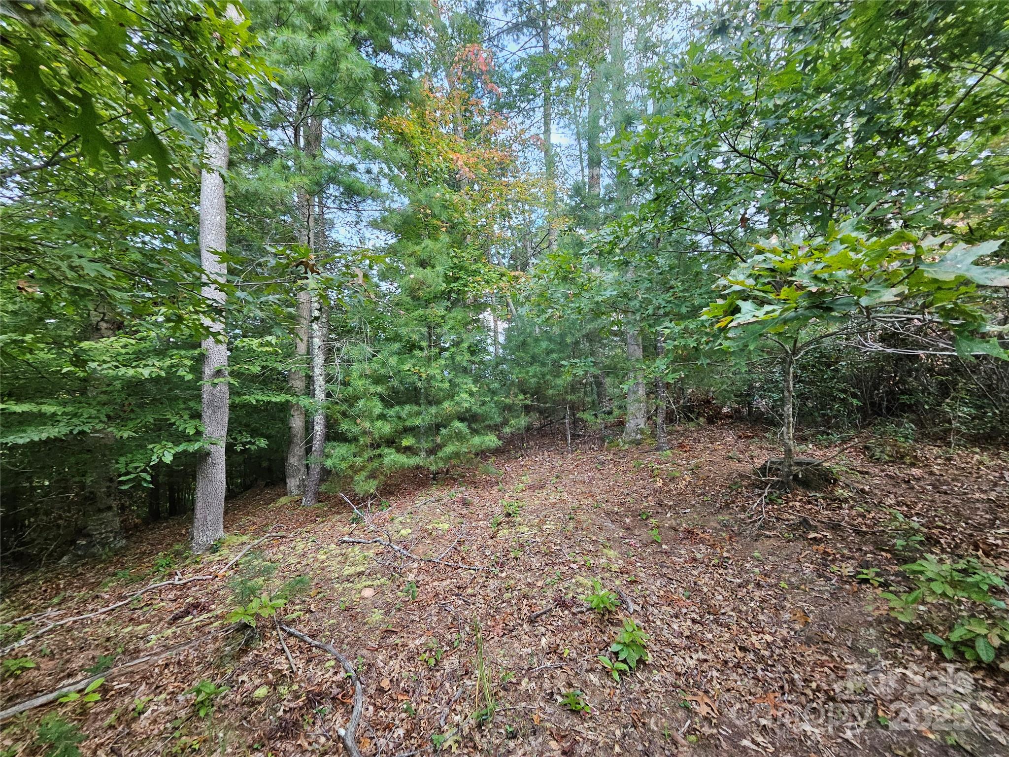 0 Double Island Road Burnsville, NC 28714 - Photo 15 of 29 a view of a forest with trees in the background