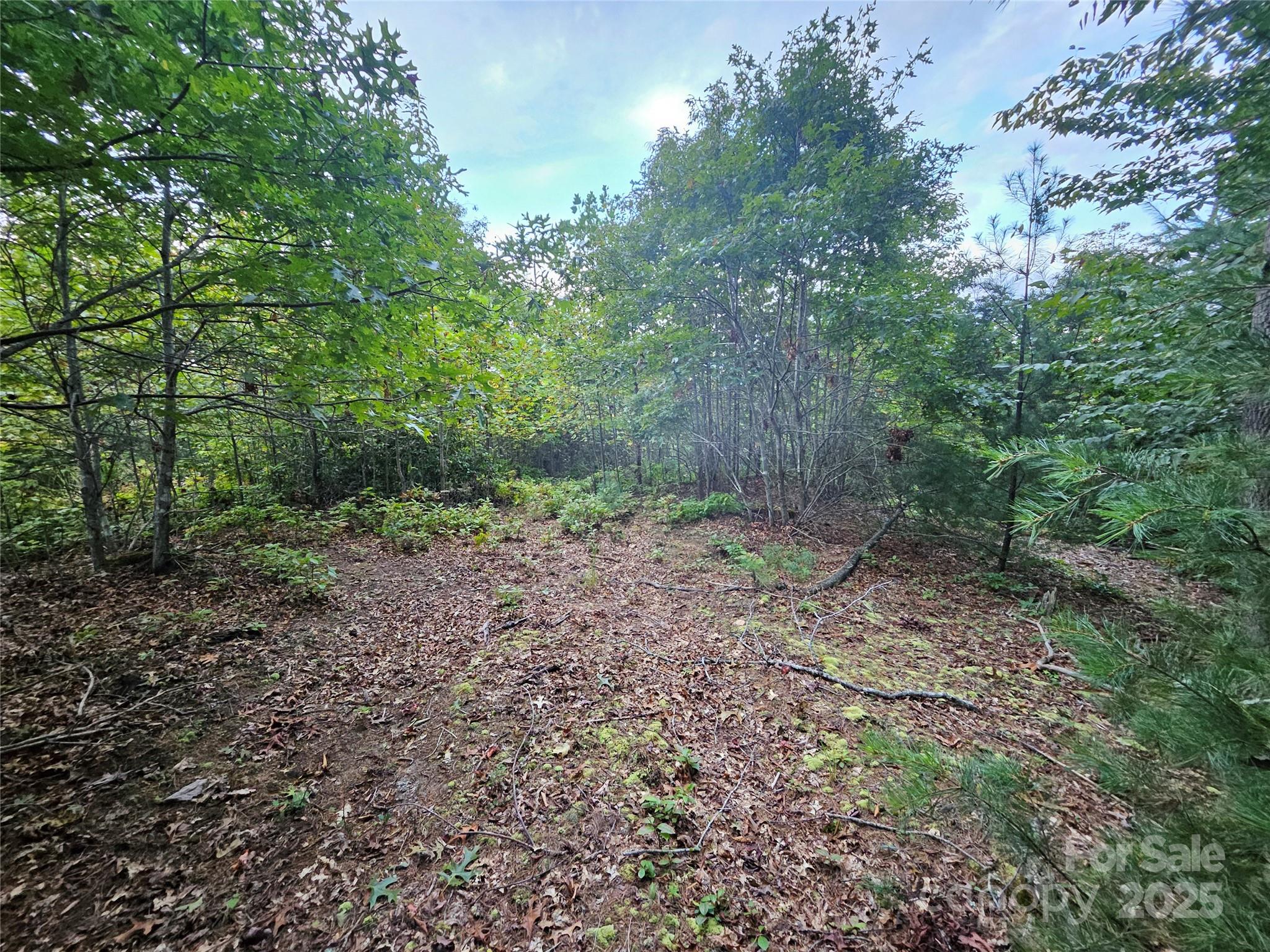 0 Double Island Road Burnsville, NC 28714 - Photo 16 of 29 a big yard with lots of green space and deers
