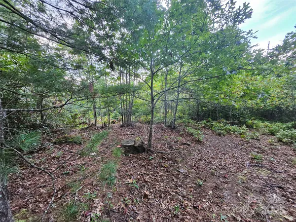 a view of a forest filled with trees
