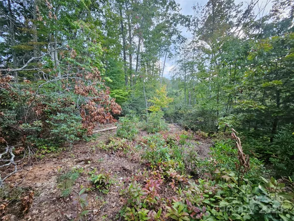 a view of a forest with lots of trees