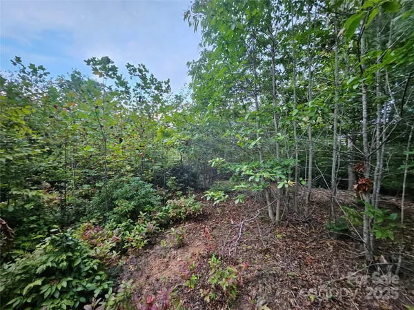 a view of a forest with trees