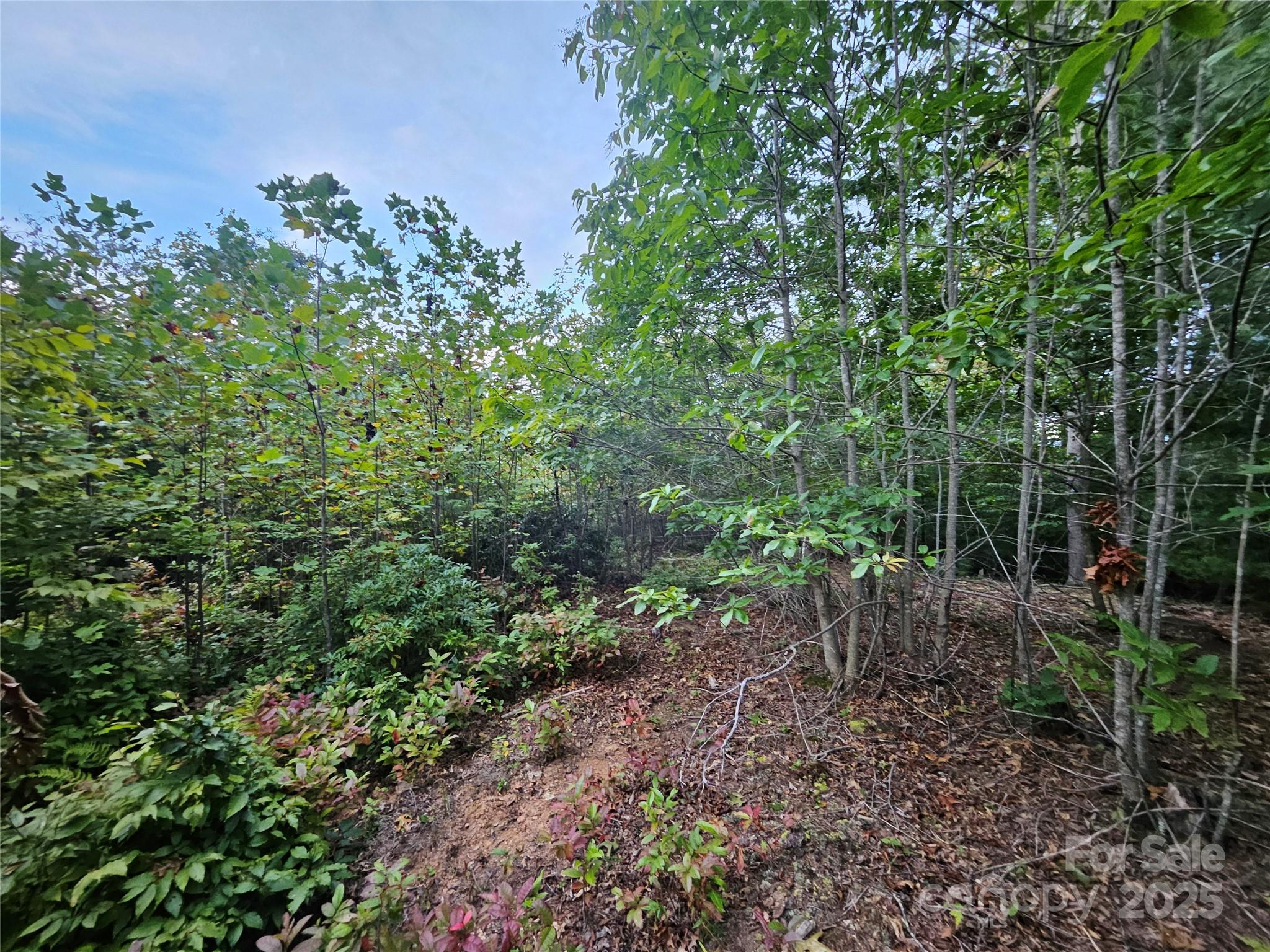 0 Double Island Road Burnsville, NC 28714 - Photo 19 of 29 a view of a forest with trees