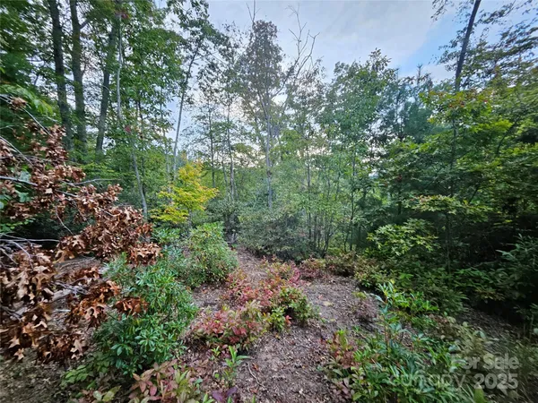 a view of a forest with lots of trees