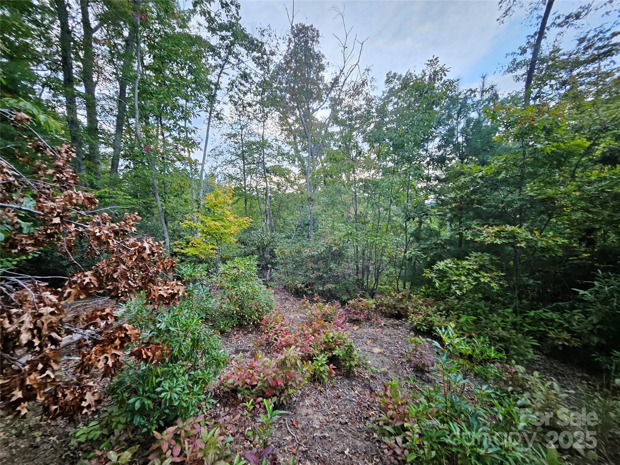 0 Double Island Road Burnsville, NC 28714 - Photo 20 of 29 a view of a forest with lots of trees