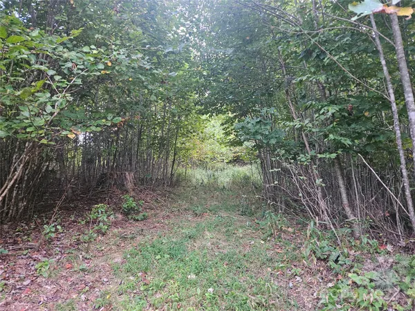 a view of a forest with lots of trees