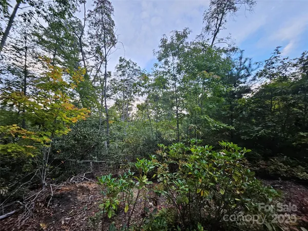 a view of a lush green forest