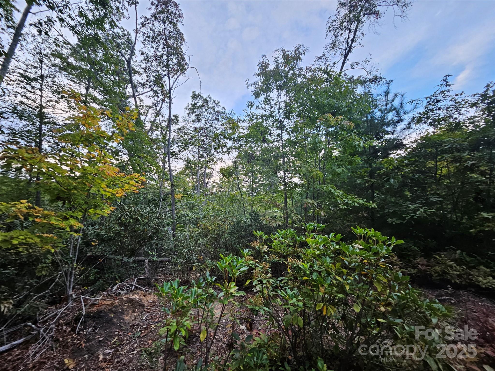 0 Double Island Road Burnsville, NC 28714 - Photo 22 of 29 a view of a lush green forest