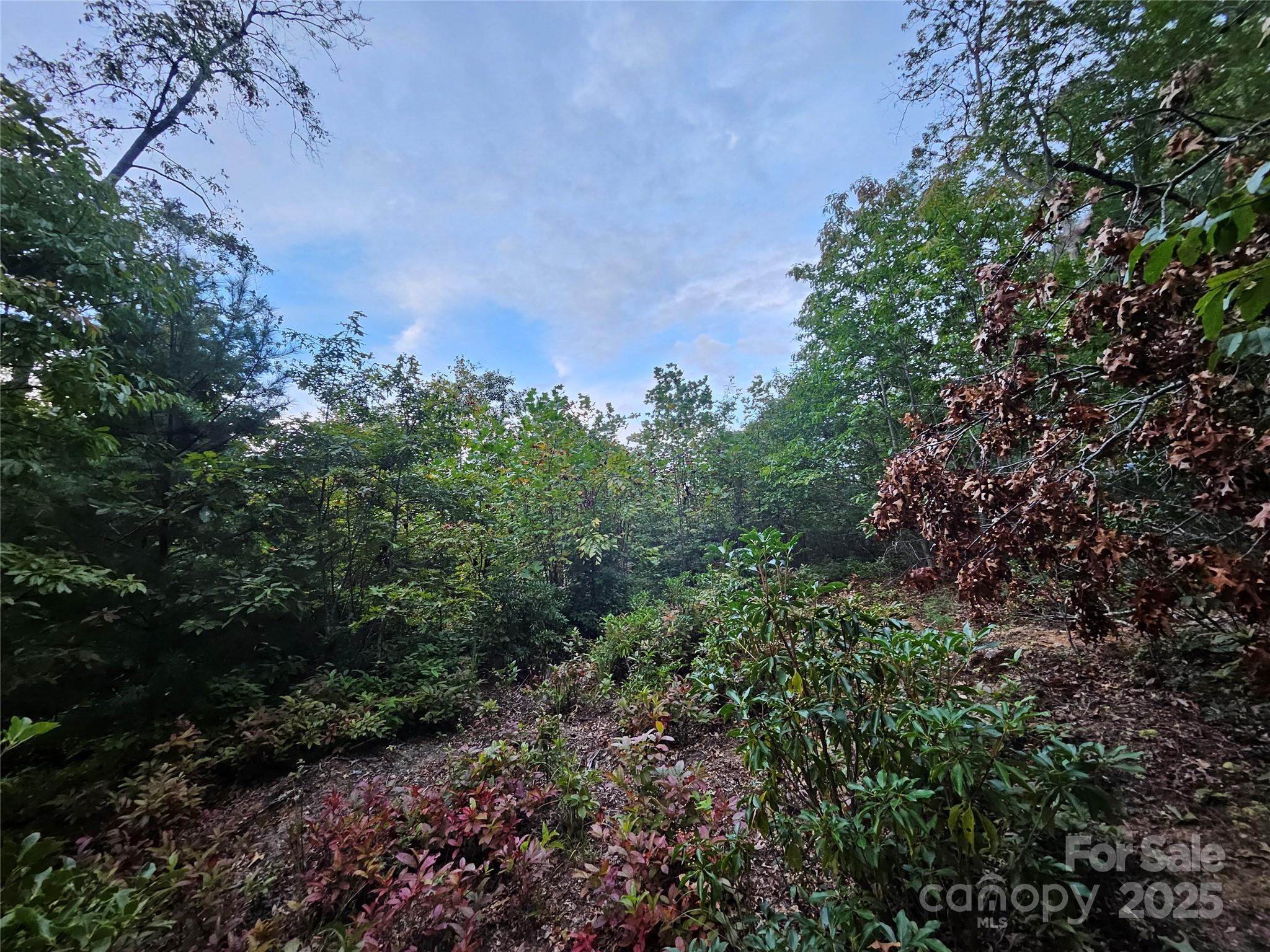 0 Double Island Road Burnsville, NC 28714 - Photo 23 of 29 a view of a large trees with lots of bushes