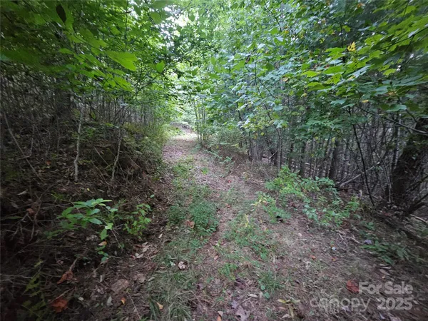 a view of a forest with lots of trees