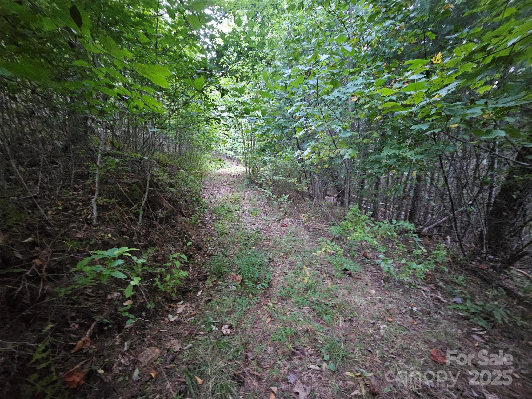 0 Double Island Road Burnsville, NC 28714 - Photo 3 of 29 a view of a forest with lots of trees