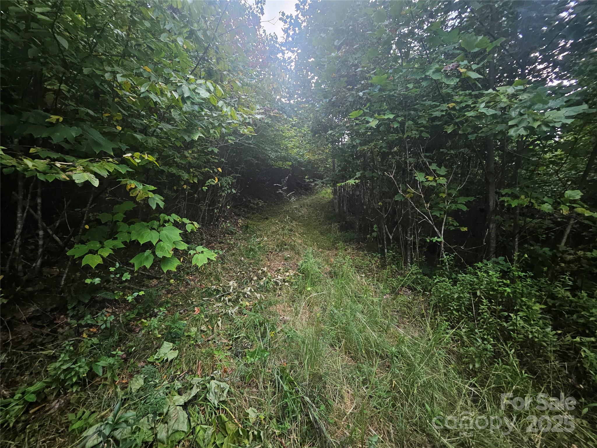 0 Double Island Road Burnsville, NC 28714 - Photo 4 of 29 a view of a lush green forest