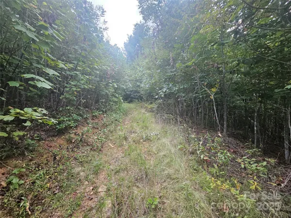 a view of a forest with trees in the background