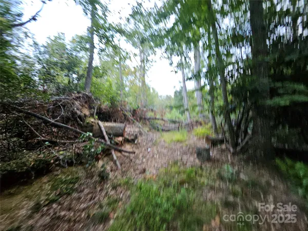 a view of a forest with a tree