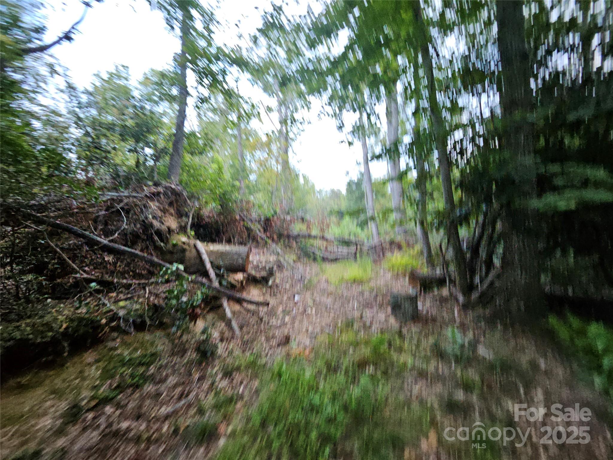 0 Double Island Road Burnsville, NC 28714 - Photo 6 of 29 a view of a forest with a tree