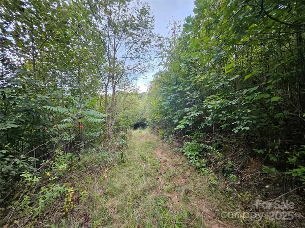 a view of a forest with lots of trees