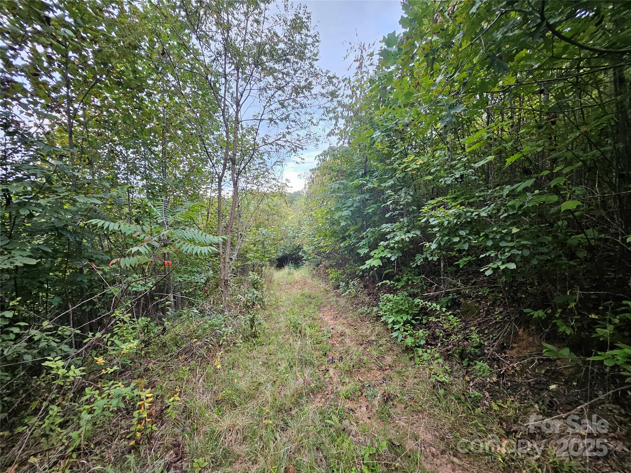 0 Double Island Road Burnsville, NC 28714 - Photo 7 of 29 a view of a forest with lots of trees