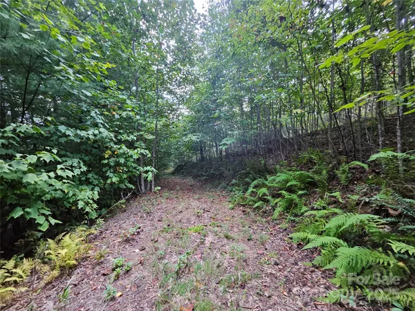 a view of a garden with trees