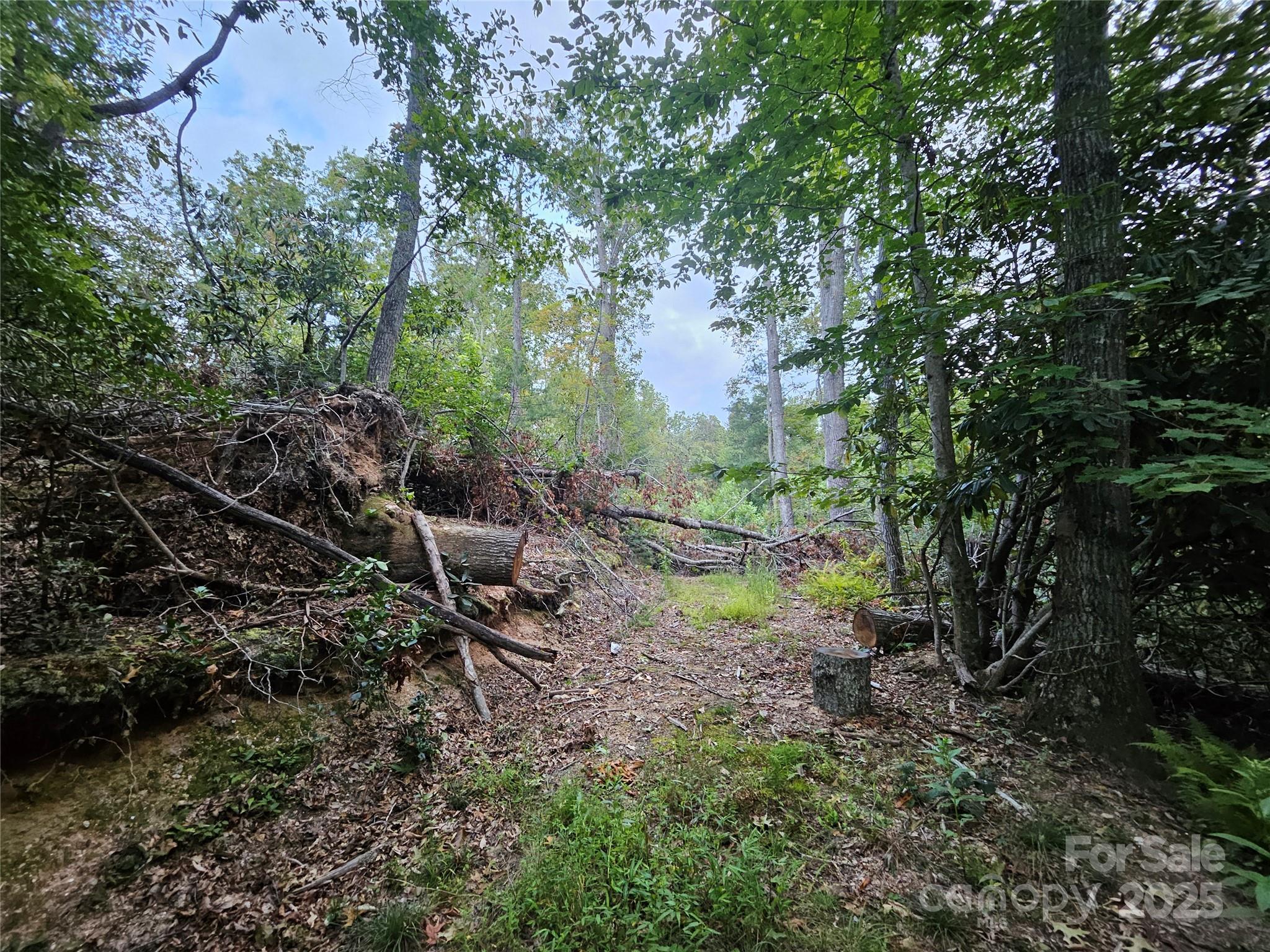 0 Double Island Road Burnsville, NC 28714 - Photo 10 of 29 a view of a forest with trees