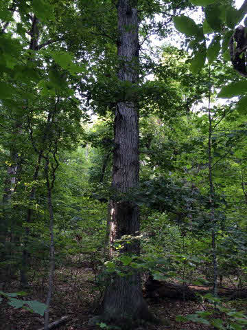 110 Meadow Road Luray, VA 22835 - Photo 2 of 3 Gallery Image 2
