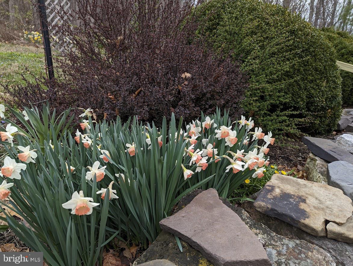 1537 Hidden Valley Road Franklin, WV 26807 - Photo 14 of 78 a view of a flower in a garden