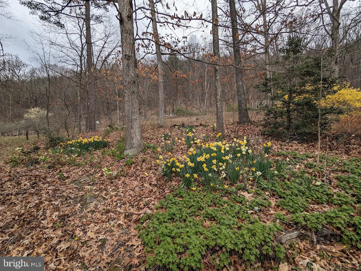 1537 Hidden Valley Road Franklin, WV 26807 - Photo 58 of 78 a view of a yard with large trees