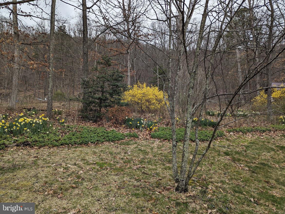 1537 Hidden Valley Road Franklin, WV 26807 - Photo 59 of 78 a view of a yard covered with trees