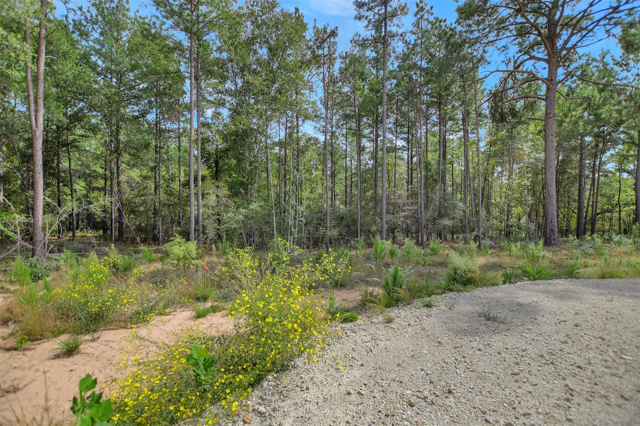 53 Ranches At Buckhorn Creek Crockett, TX 75835 - Photo 4 of 12 a view of a forest filled with trees