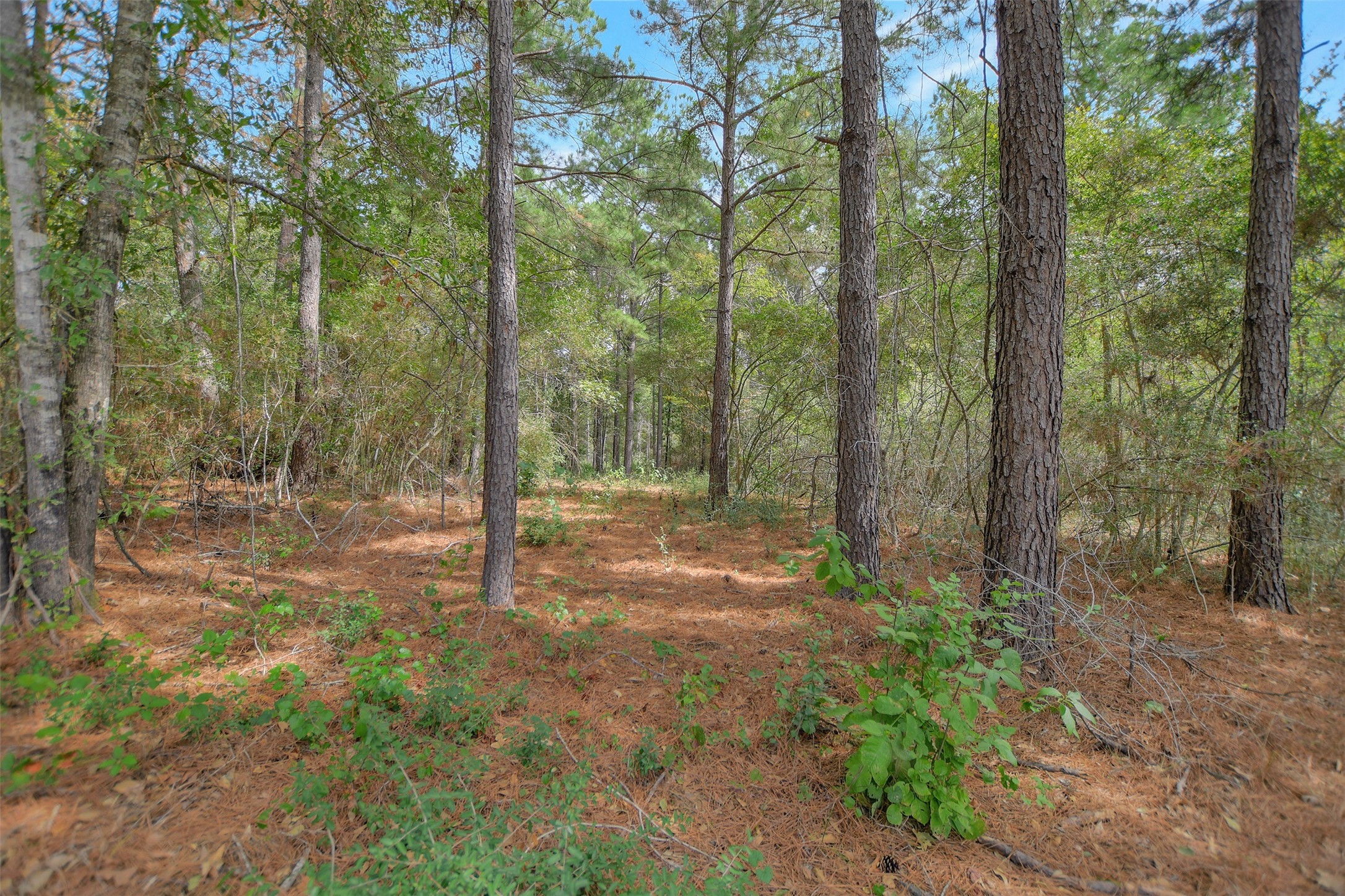 53 Ranches At Buckhorn Creek Crockett, TX 75835 - Photo 5 of 12 a view of outdoor space and trees