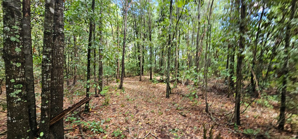 10.69-acres Summer Road Slocomb, AL 36375 - Photo 11 of 51