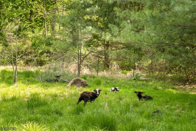416 Rosemont Ringoes Road Stockton, NJ 08559 - Photo 9 of 39 a backyard of a house with yard and green space