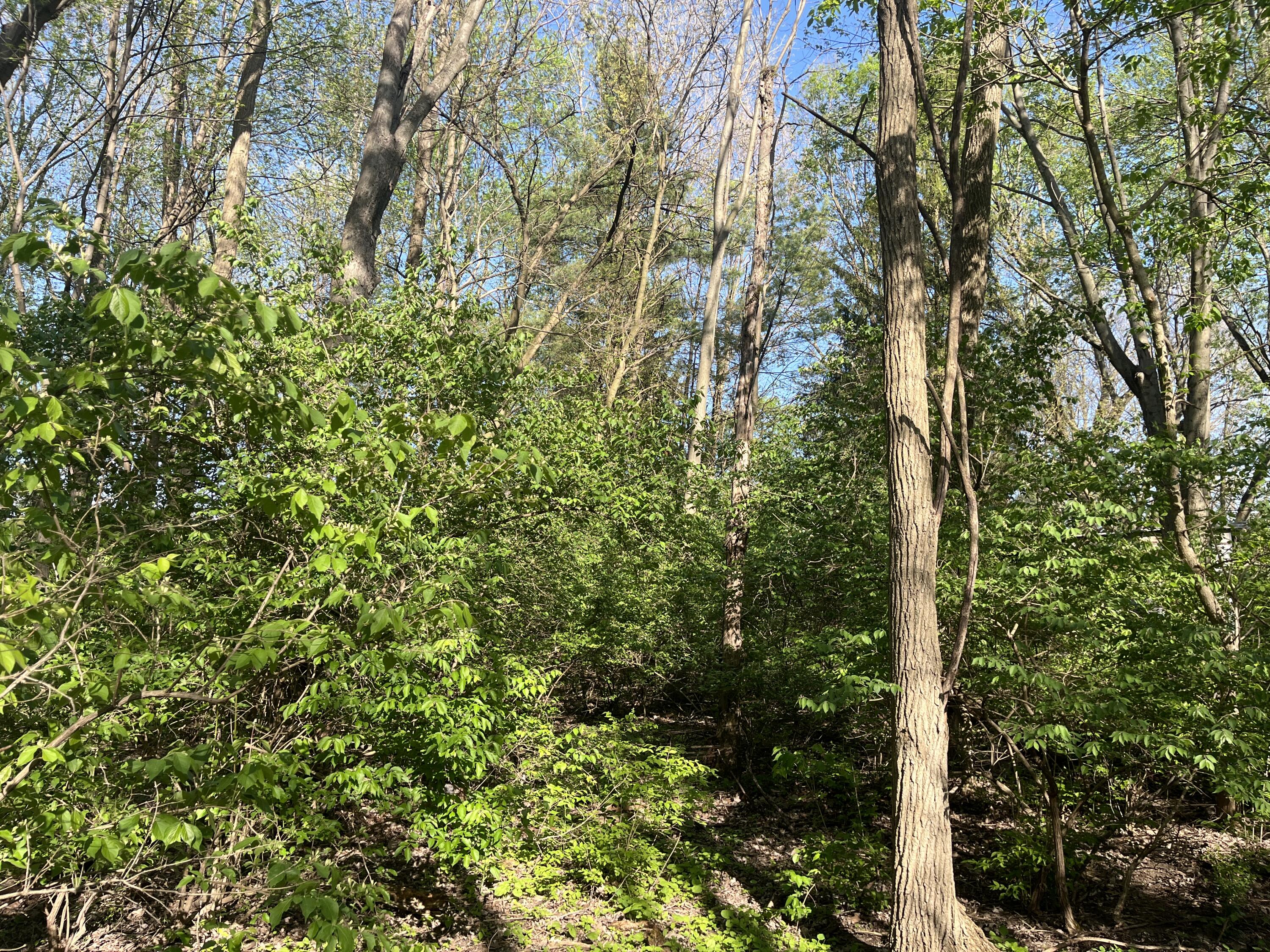 4004 Sintz Road Springfield, OH 45504 - Photo 20 of 32 IMG_5451
