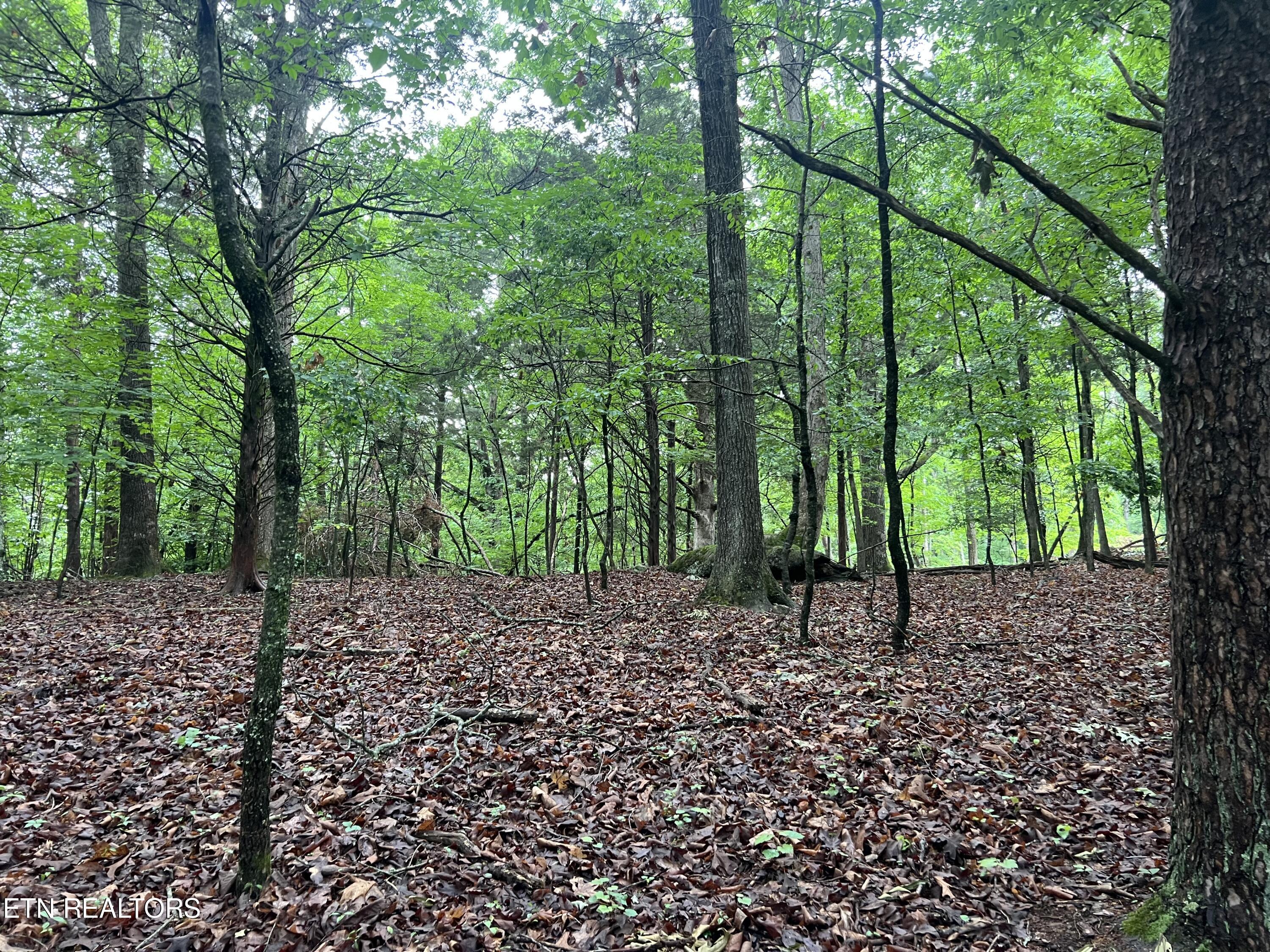 Blackberry Ridge Road Lenoir City, TN 37772 - Photo 1 of 3 Photo May 15 2024, 11 30 41 AM