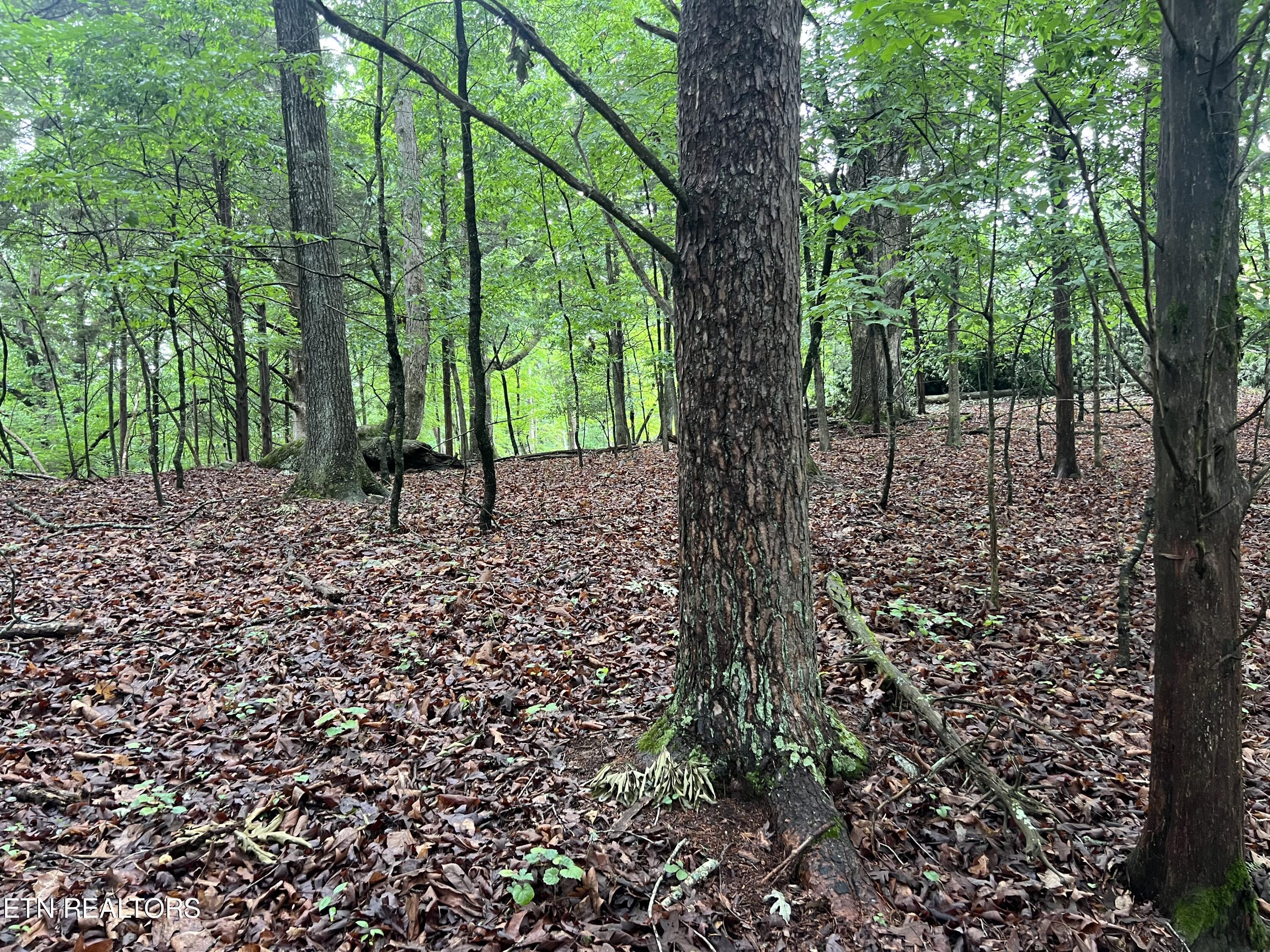 Blackberry Ridge Road Lenoir City, TN 37772 - Photo 2 of 3 Photo May 15 2024, 11 30 45 AM